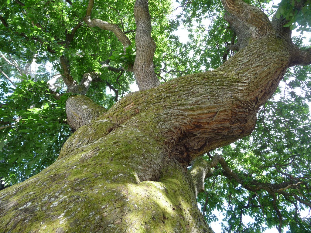 A tree in Drumnadrochit