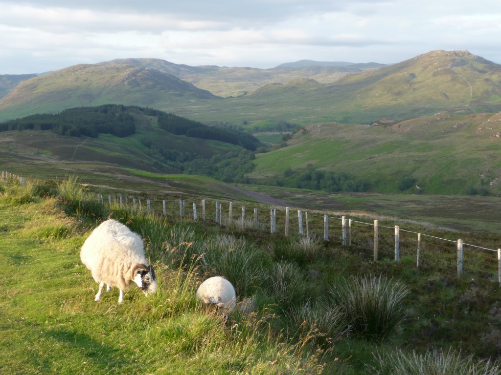 Sheep in the Highlands