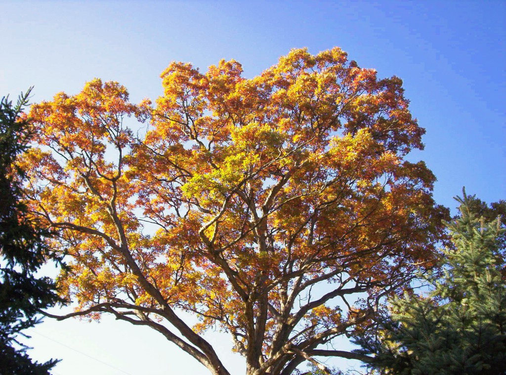 My oak tree, Illinois, front yard