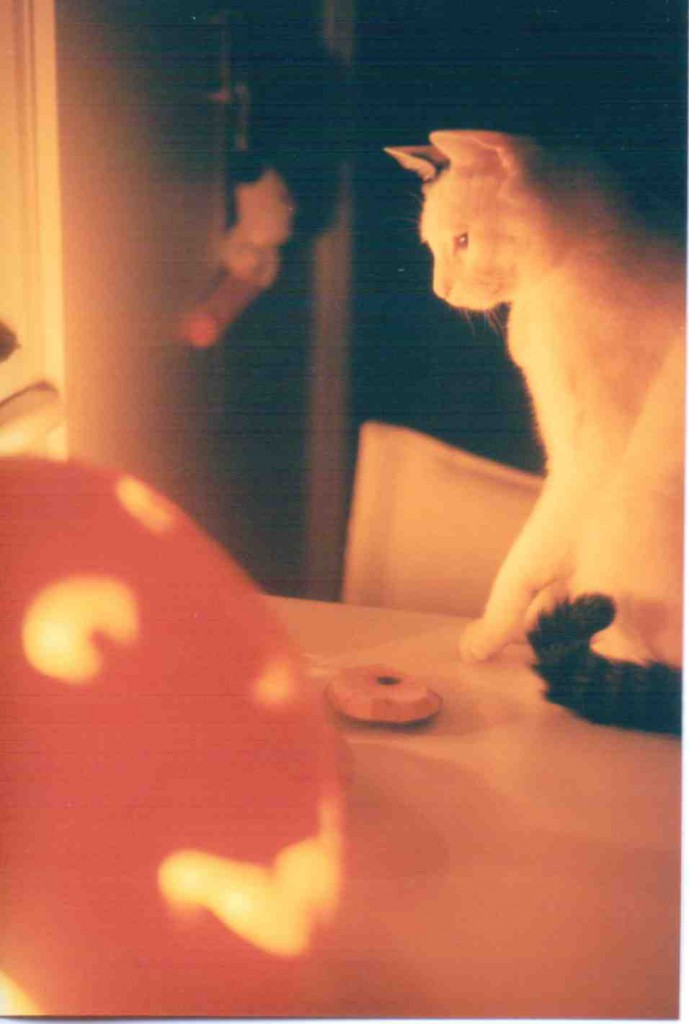 Dave (the cat), 1995, Niigata, Japan