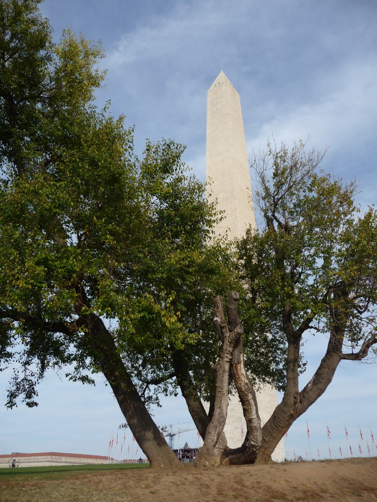 Intriguing tree and the Washington Monument
